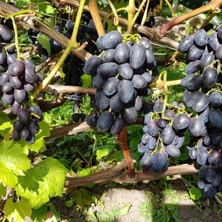 «коринка русская» — мой любимый виноград. опыт выращивания, преимущества и недостатки. фото — ботаничка