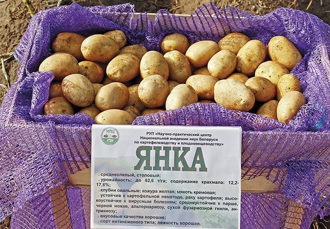 Достоинства картофеля рокко: описание сорта и отзывы