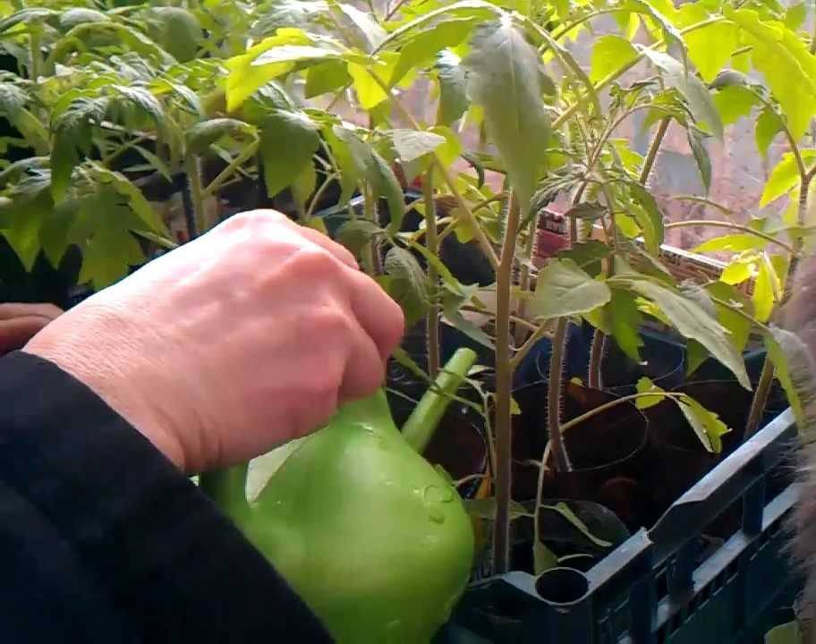 Чем подкормить перцы: для роста и после высадки в грунт или теплицу