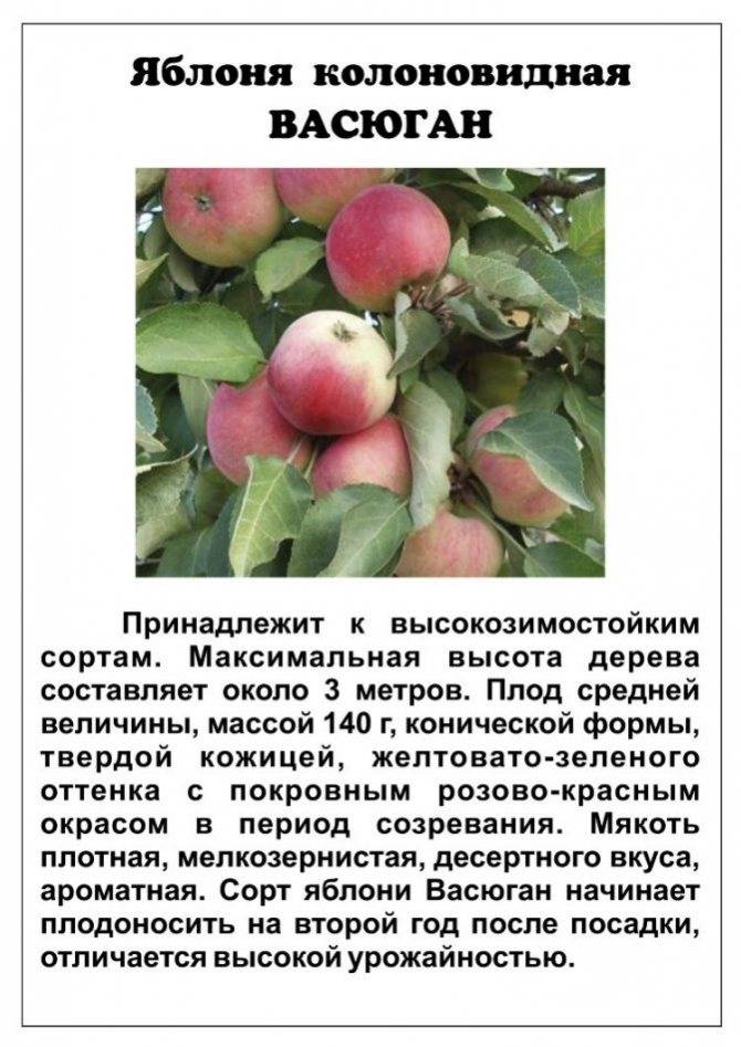 Яблоня колонновидная «останкино»: описание сорта, фото и отзывы