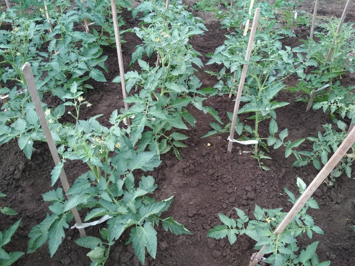Уход за капустой в открытом грунте: что делать, чтобы был хороший урожай