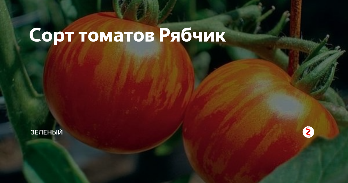 Характеристика томата Рябчик, особенности выращивания и отзывы садоводов