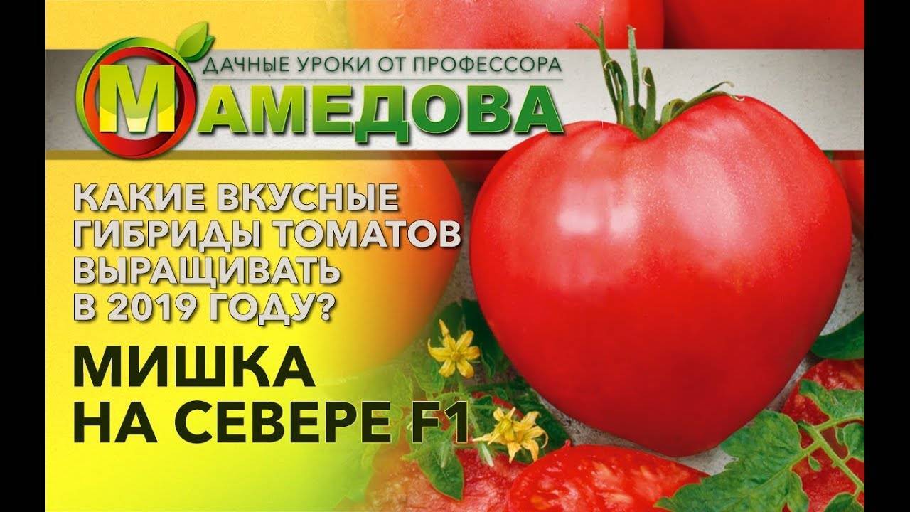 Универсальные помидоры для любых регионов — томат мишка косолапый: описание сорта и характеристики