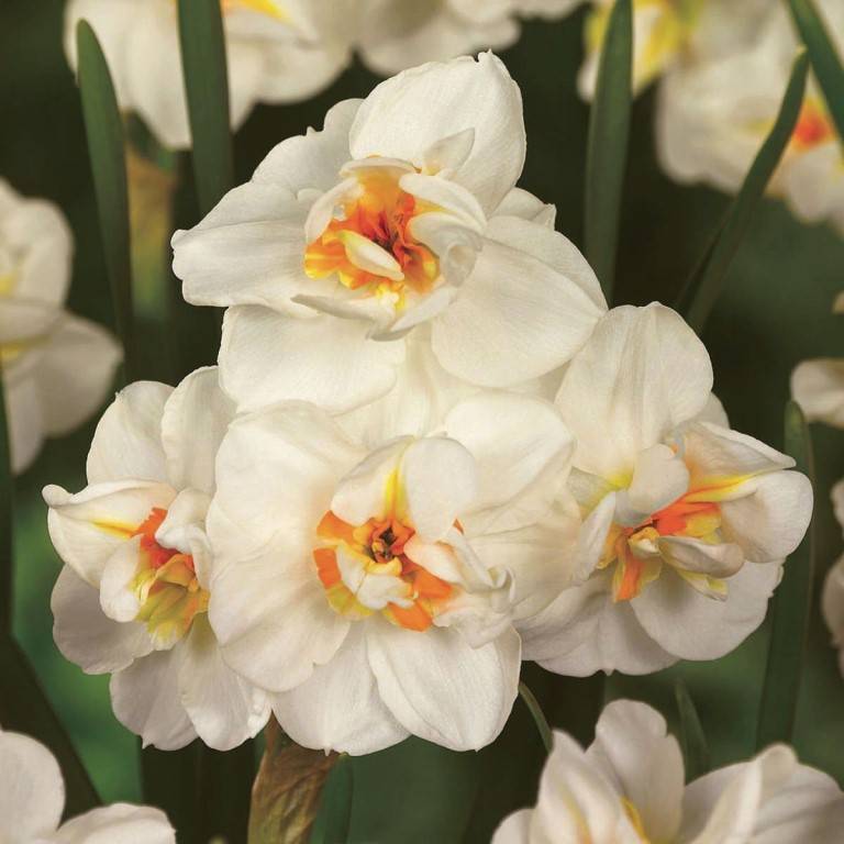 Нарцисс: советы как завести и вырастить у себя в саду этот цветок (100 фото)