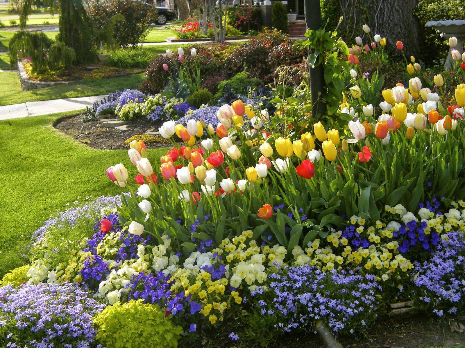 Что посадить рядом с тюльпанами: красивые клумбы в ландшафтном дизайне, когда и с какими цветами посадить рядом, посадка осенью, фото