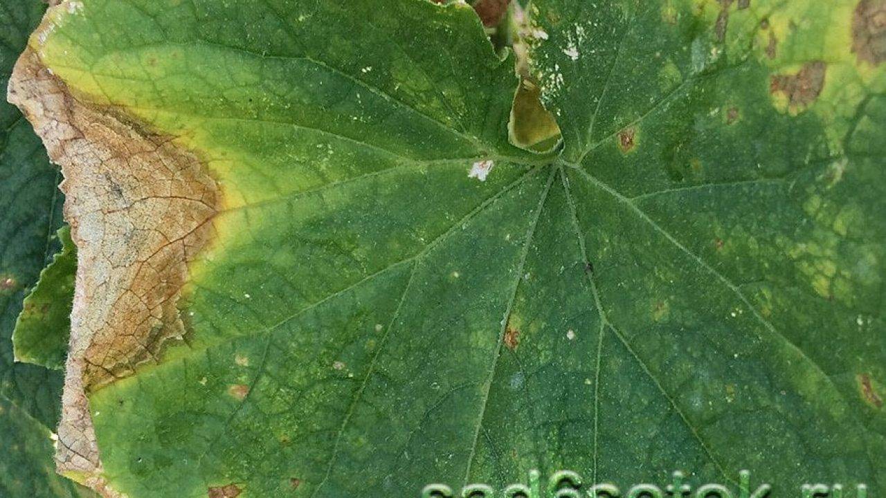 Черный налет на листьях огурцов в теплице (сажистый): причины возникновения, методы спасения урожая, профилактики