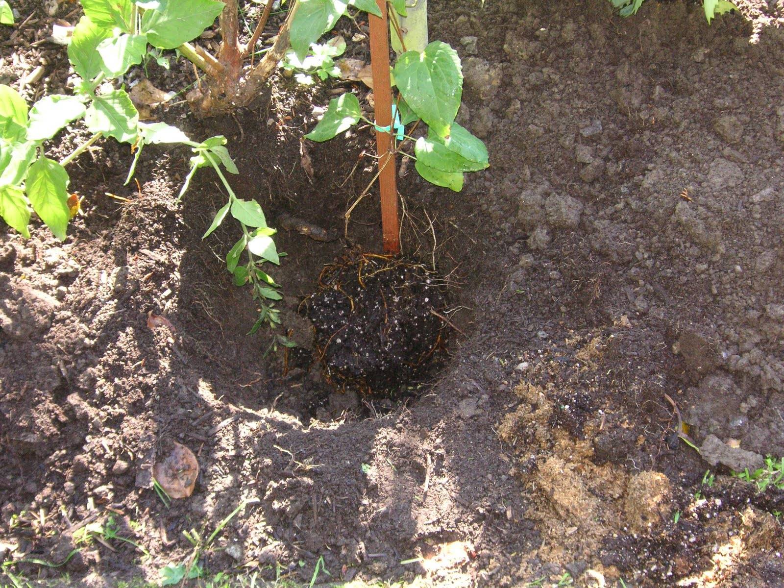 Выращивание клематиса в горшке и в открытом грунте