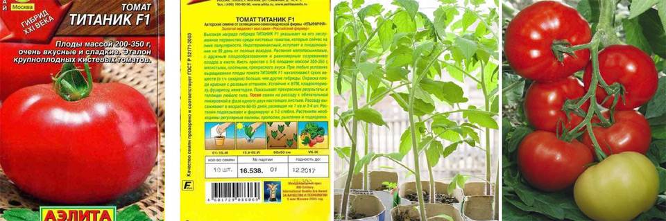 Томат титан – характеристика и описание сорта, фото, урожайность, выращивание, отзывы