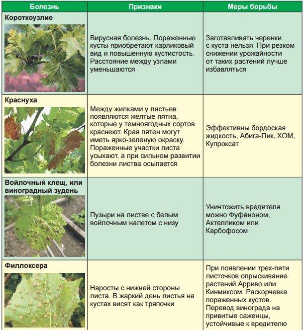 Болезни винограда на листьях (описание с фотографиями и способы лечения в открытом грунте)