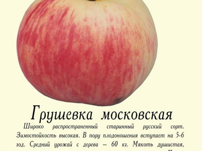 Яблоки грушовка московская: описание сорта, отзывы, фото