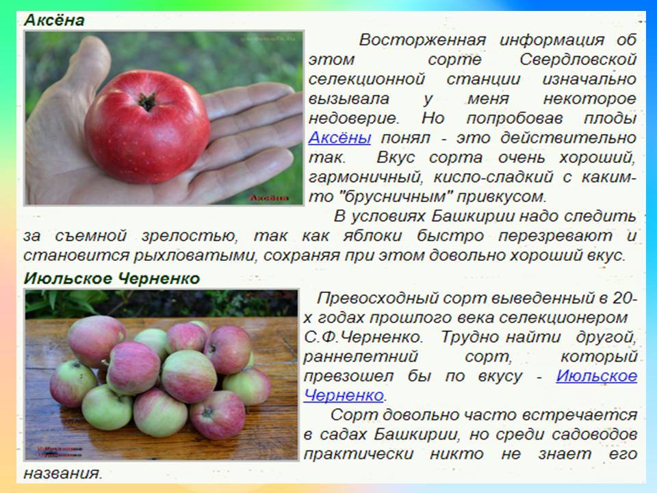 Описание и технология выращивания яблони сорта Июльское Черненко