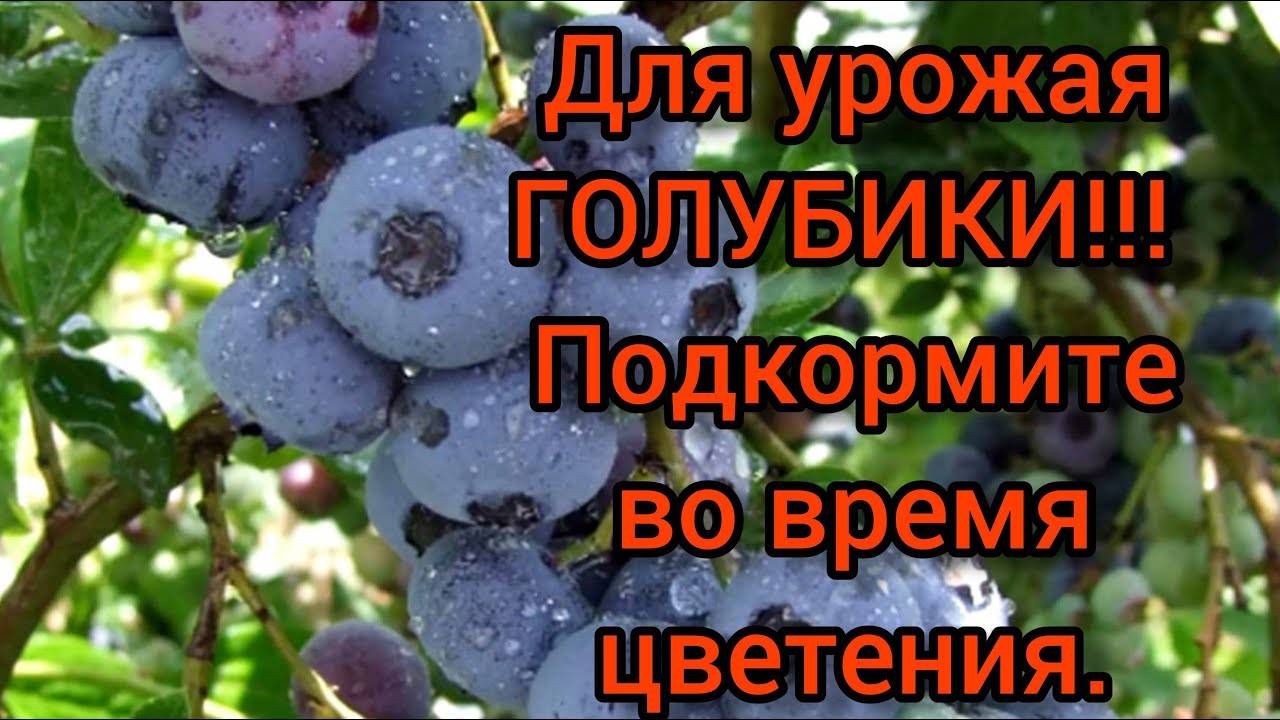 Пять ошибок при выращивании садовой голубики — floraprice.ru