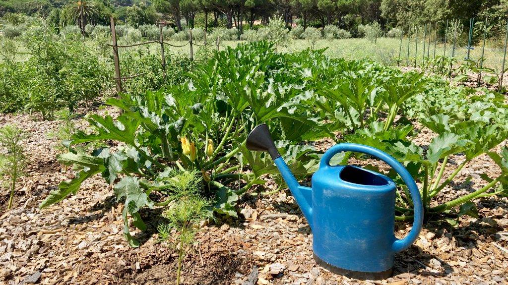 Как часто нужно поливать тыкву в открытом грунте в августе в жаркую погоду