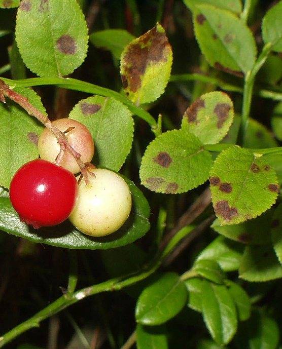Выращиваем царь-ягоду бруснику в открытом грунте: советы по агротехнике