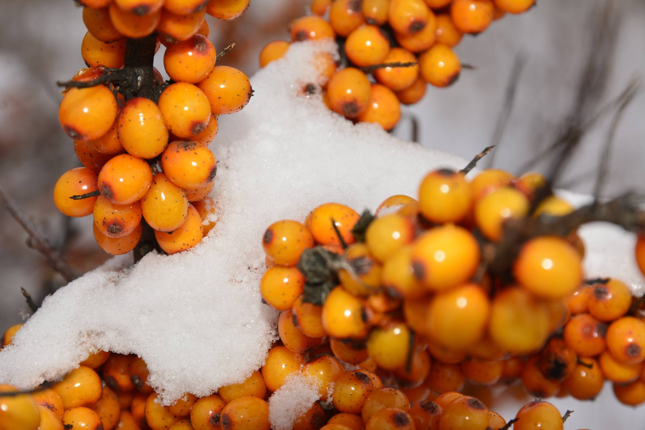 33 cекрета заготовки на зиму "золотой ягоды" - облепихи