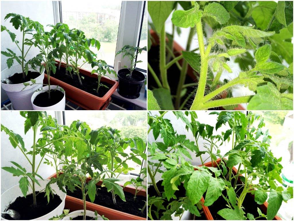Как посадить и вырастить помидоры на балконе и подоконнике в горшках пошагово с фото
