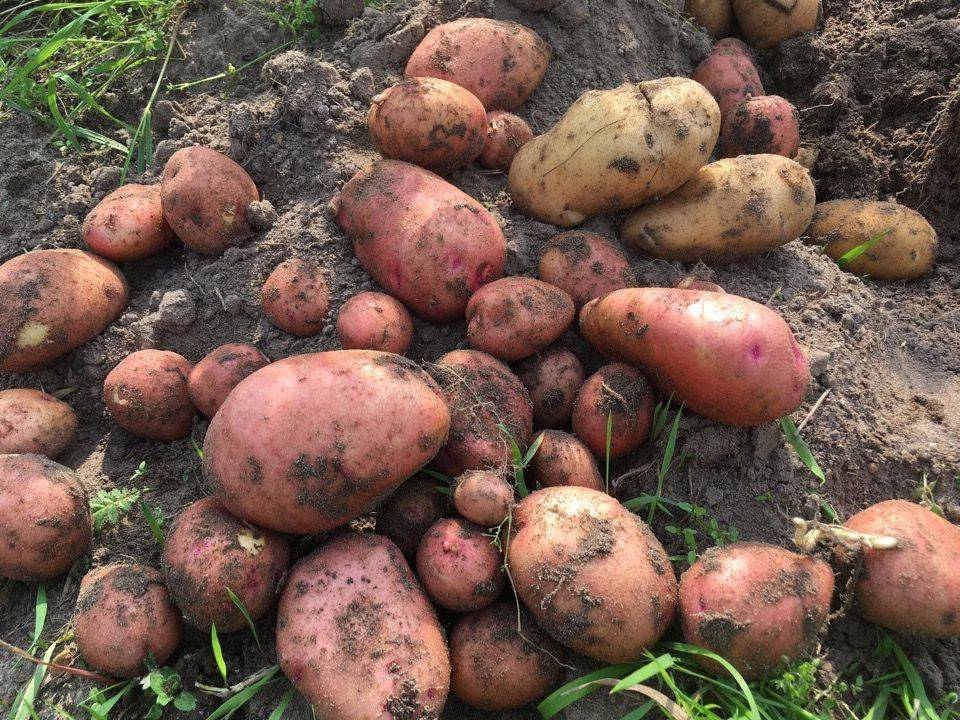 Ранний и неприхотливый сорт картофеля жуковский. фото, описание, нюансы выращивания