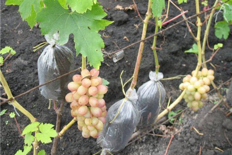 Описание сорта винограда софия: фото и отзывы | vinograd-loza