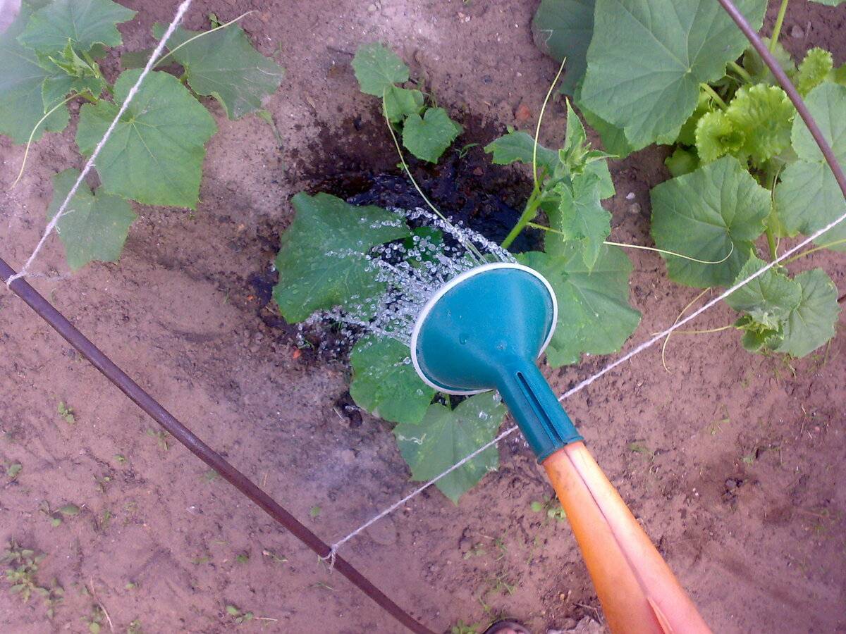 Как поливать тыкву в открытом грунте и теплице: сроки, правила, способы