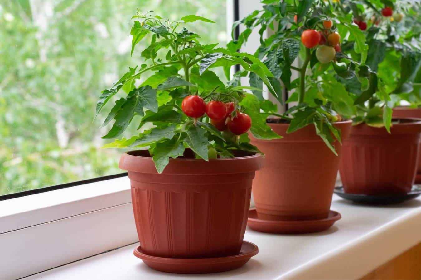 Выбор сорта помидоров для выращивания на подоконнике, правила посева и ухода для начинающих