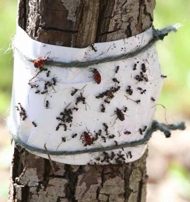 Как избавиться от муравьев на яблоне препаратами и народными средствами