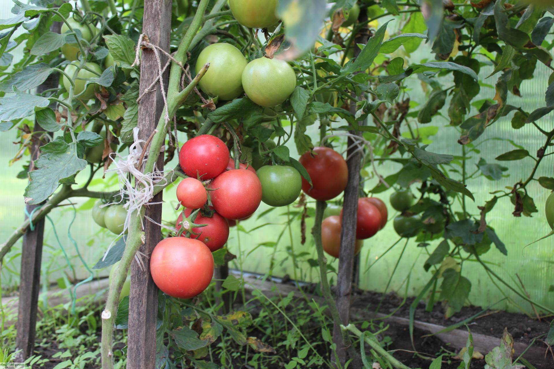 Ранний сорт с обилием питательных веществ — томат розовая мечта: полное описание помидоров