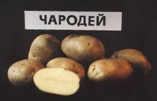 Картофель чародей: характеристика сорта, отзывы, вкусовые качества