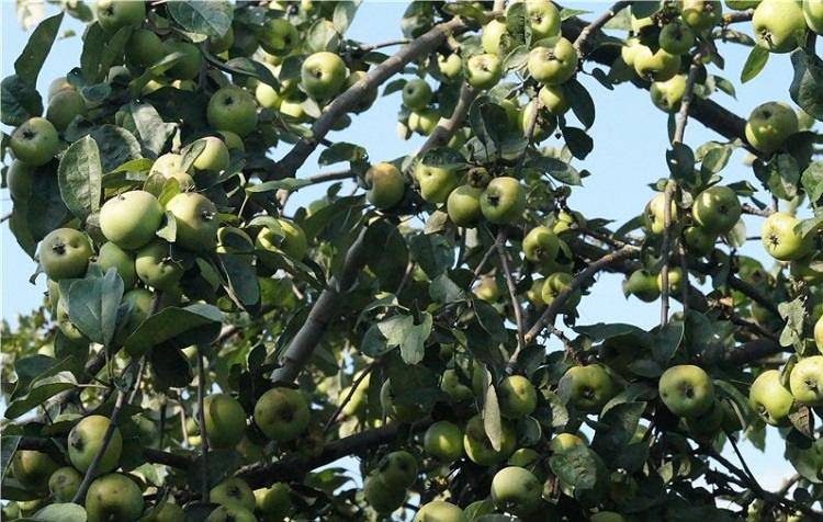 Яблоня коробовка: описание и характеристики сорта, посадка, выращивание и уход с фото