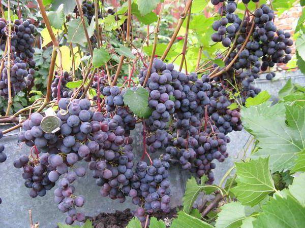 Описание винограда сорта Загадка Шарова, правила посадки и ухода