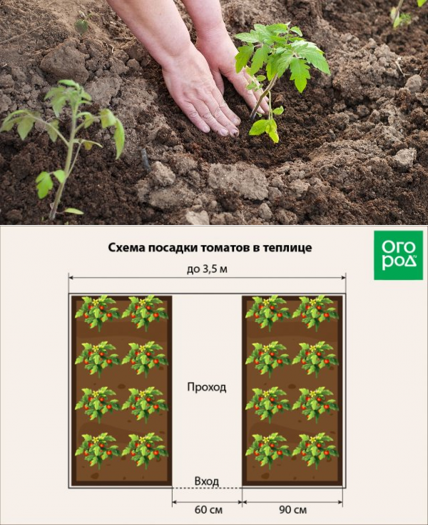 Уход за помидорами в открытом грунте от посадки до урожая: подкормки, прищипывание, пасынкование