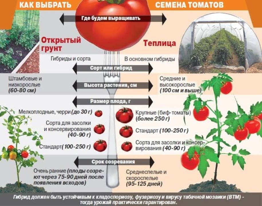 Выращивание помидоров в открытом грунте: схема и время посадки рассады