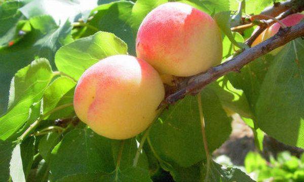 Подробно об армянском сорте абрикосов шалах: выращивание и период созревания