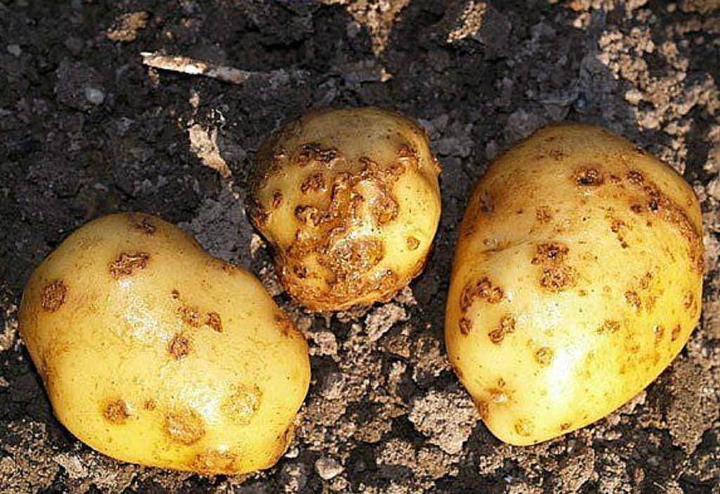 Парша на картофеле: как лечить землю, описание ризоктониоза, фото обыкновенной и порошистой, как избавиться, методы борьбы с болезнью и препараты
