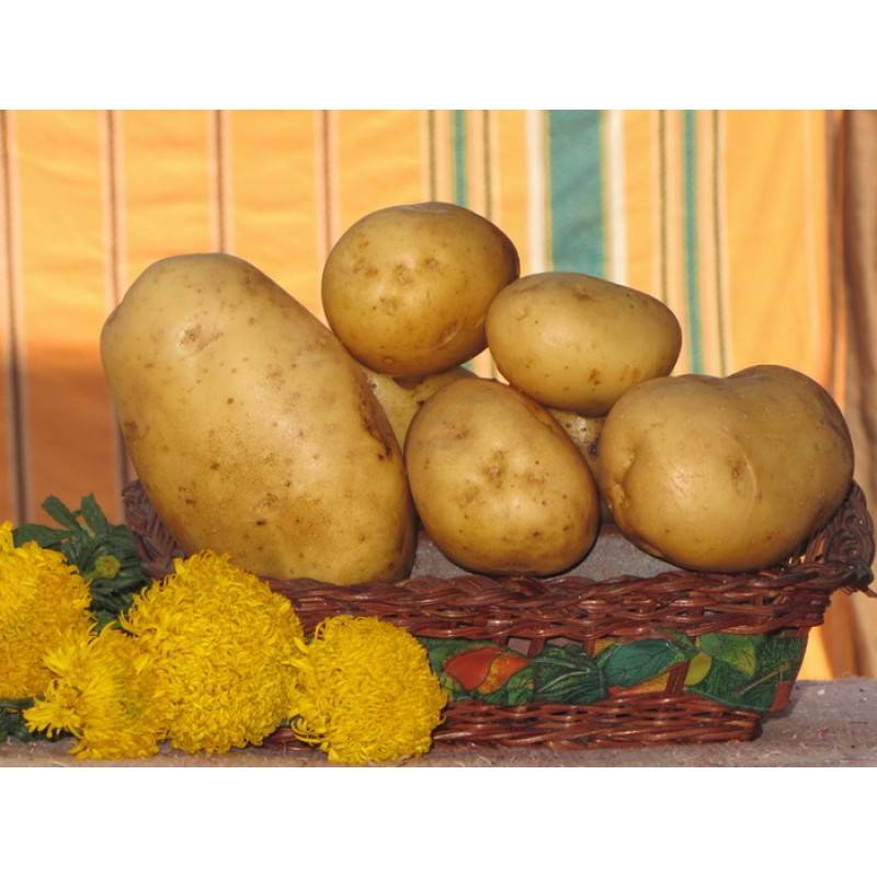 Сорт картофеля «рябинушка» – описание и фото