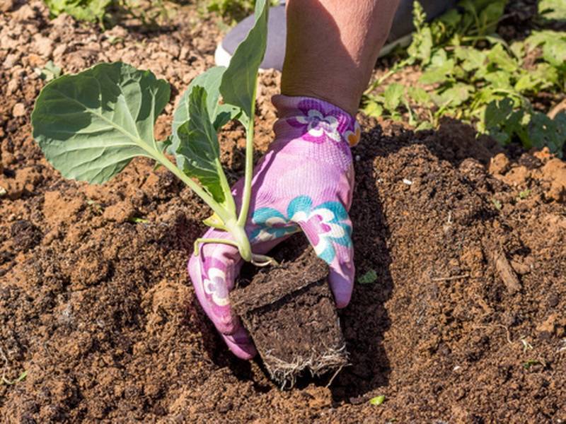 Как вырастить цветную капусту на огороде: тонкости, секреты, практические советы