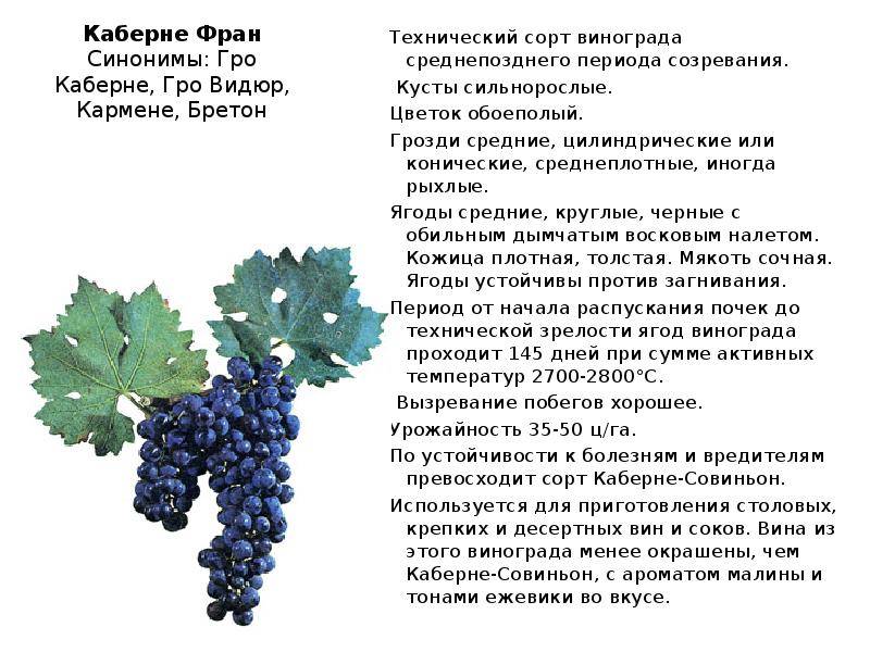 Описание сорта винограда кеша