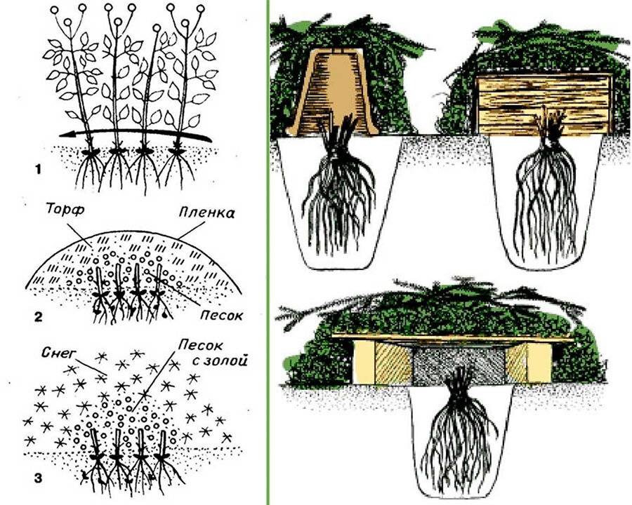 В чем уникальность клематиса тайга: от описания до подробностей выращивания