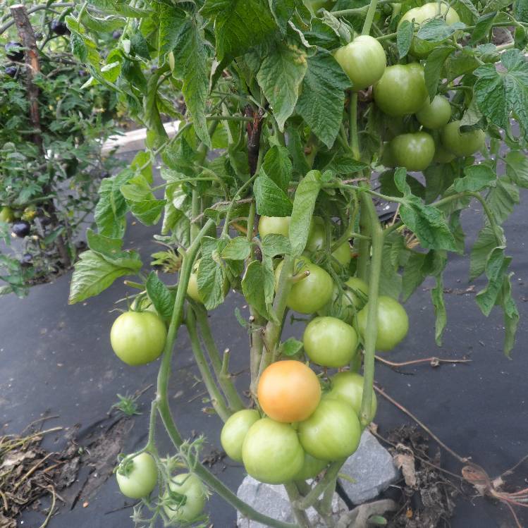 Томат «клуша»: для любителей ранних помидоров, быстрое созревание и хорошая урожайность