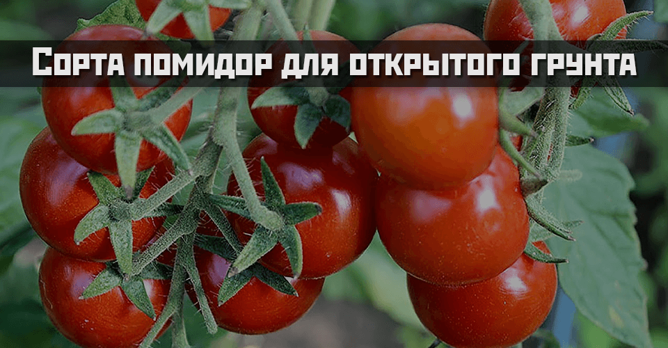 Сорта и гибриды низкорослых томатов, или помидоры для ленивых. томаты-карлики, ампельные, стелющиеся. фото — ботаничка