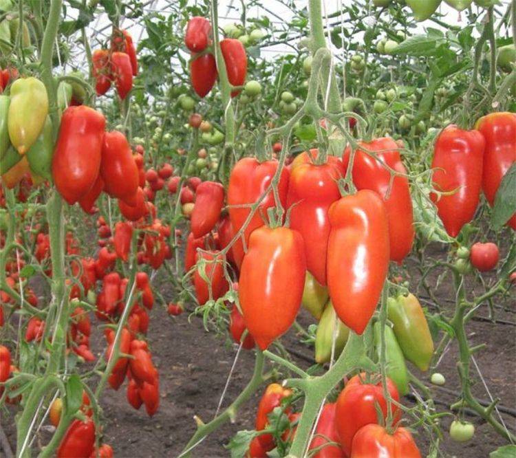 Описание сорта томата корнабель – характеристика плодов, куста, урожайность, фото