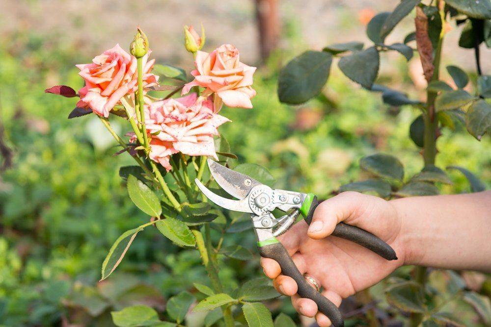 Уход за розами в открытом грунте весной после зимы: основные работы по обрезке, удобрению и обработке кустов