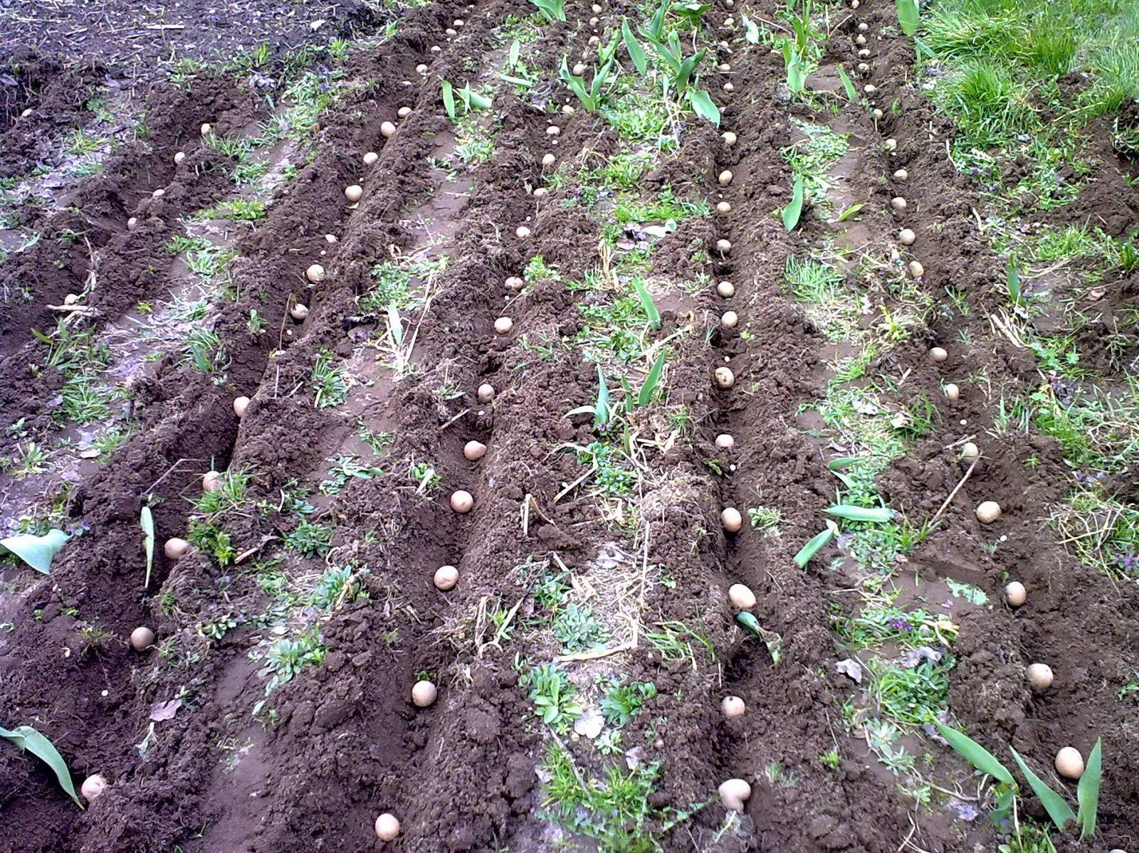 Как вырастить фасоль в открытом грунте и в домашних условиях: инструкция от посадки до сбора урожая