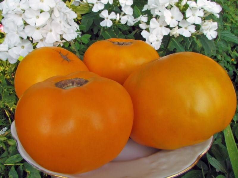 Щедрые урожаи вкусных плодов — томат янтарная россыпь: отзывы об урожайности, описание сорта