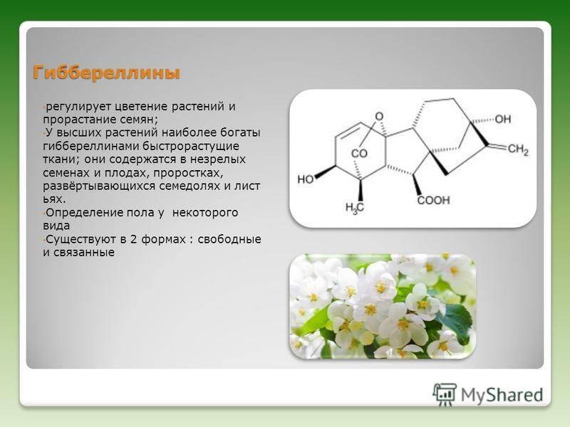 Гиббереллиновые кислоты что это