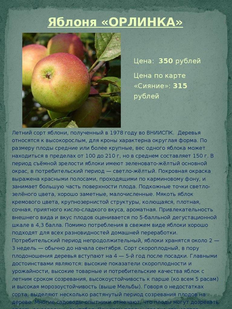 Описание сорта яблони квинти: фото яблок, важные характеристики, урожайность с дерева