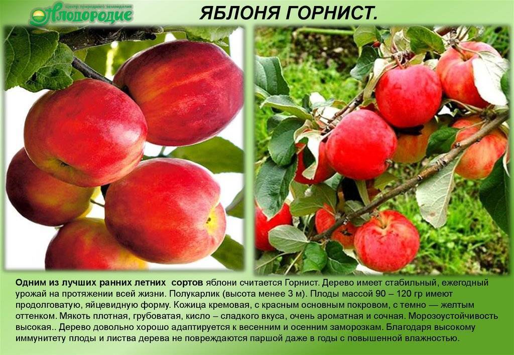 Яблоня горнист: описание сорта и характеристики, посадка, выращивание и уход с фото