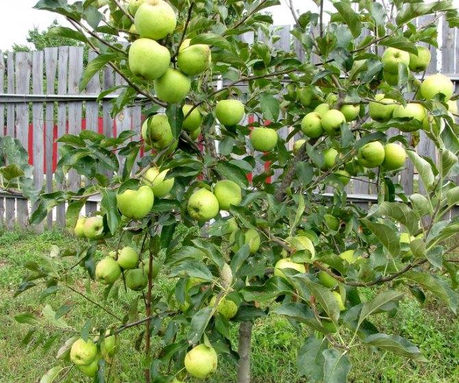 Карликовые яблони ?: яблони на карликовом подвое, низкорослые, посадка и уход, отзывы, сорта, фото | qlumba.com