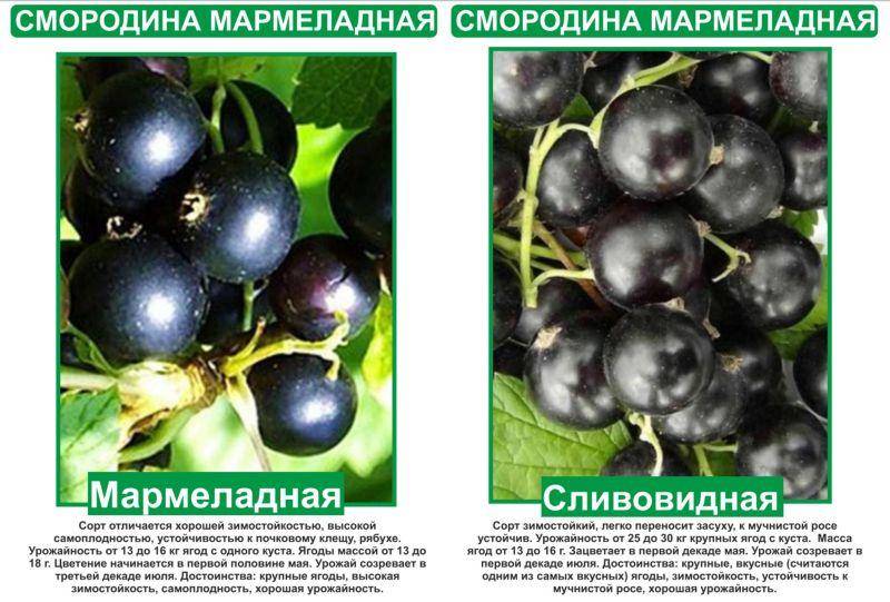 Лучшие и новые сорта черной смородины для выращивания на Урале, посадка и уход
