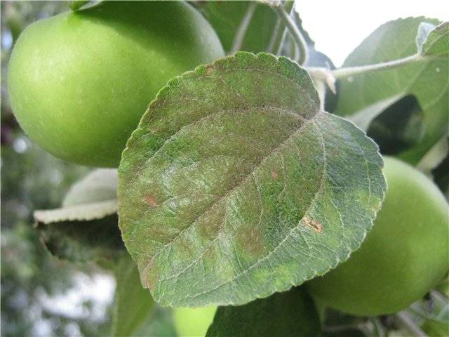 На листьях яблони коричневые пятна: что это за болезнь, причины и чем лечить, что делать