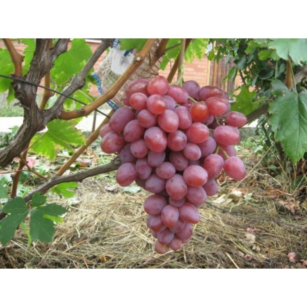 Виноград «анюта» — изюминка виноградников